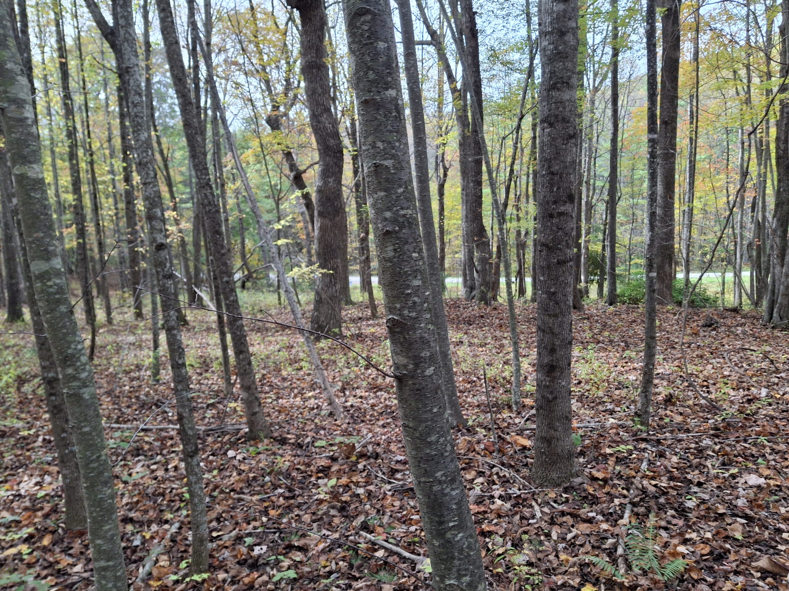 Forest Retreat – 2 Tracts For Sale